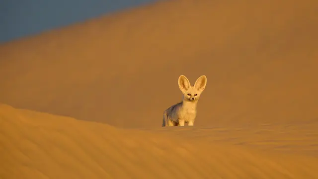 Nat Geo May Have Its Most Beautiful Wildlife Series Yet With ‘Africa: Earth’s Wild Home’ — Watch Trailer (Exclusive)